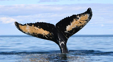 Identifying Humpback Whales