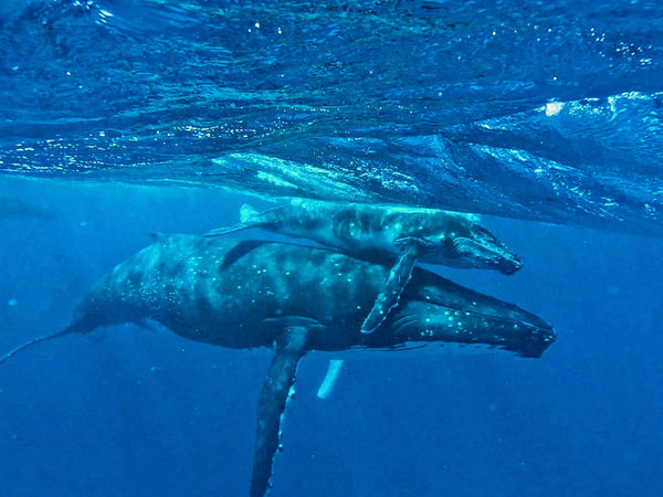 Humpback5.jpeg__PID:7adcb182-8444-497b-a537-b8bbda51bdad